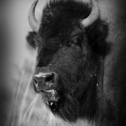 buffalo black and white